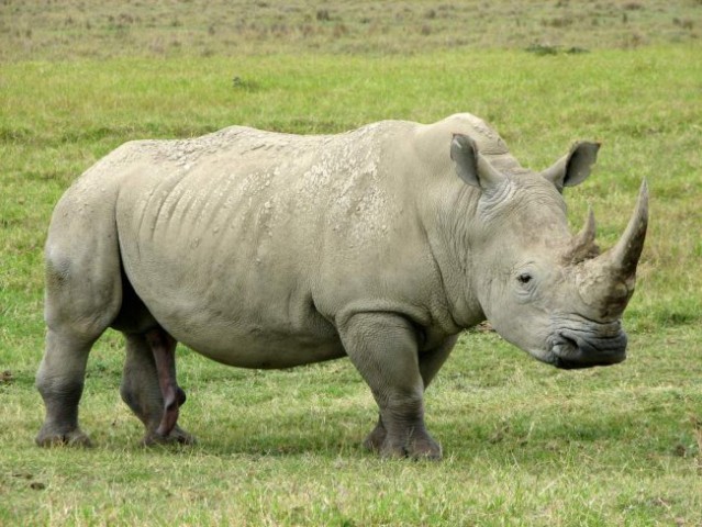 mogocni-beli-nosorog