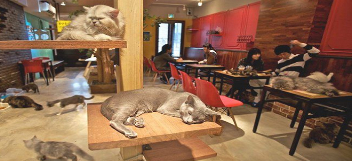Cat-cafe-Japan