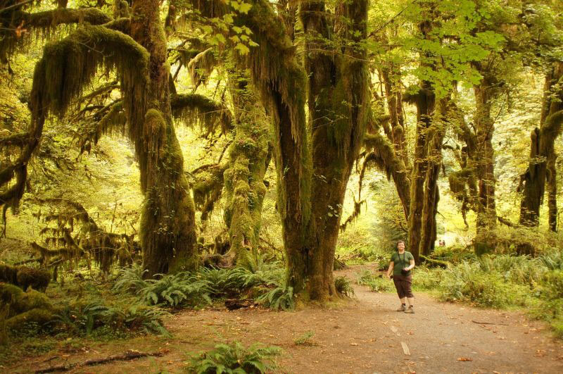 Bajkovita šuma prekrivena mahovinom nalazi se u SAD-u