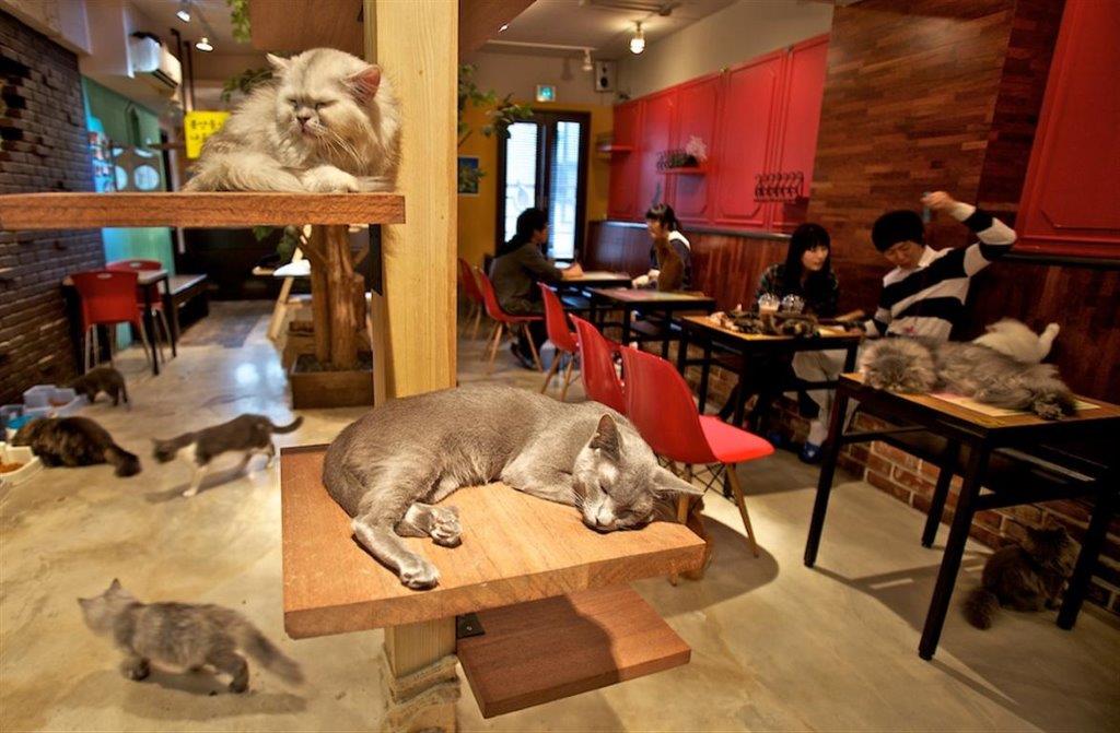 kafići za mačke u Japanu