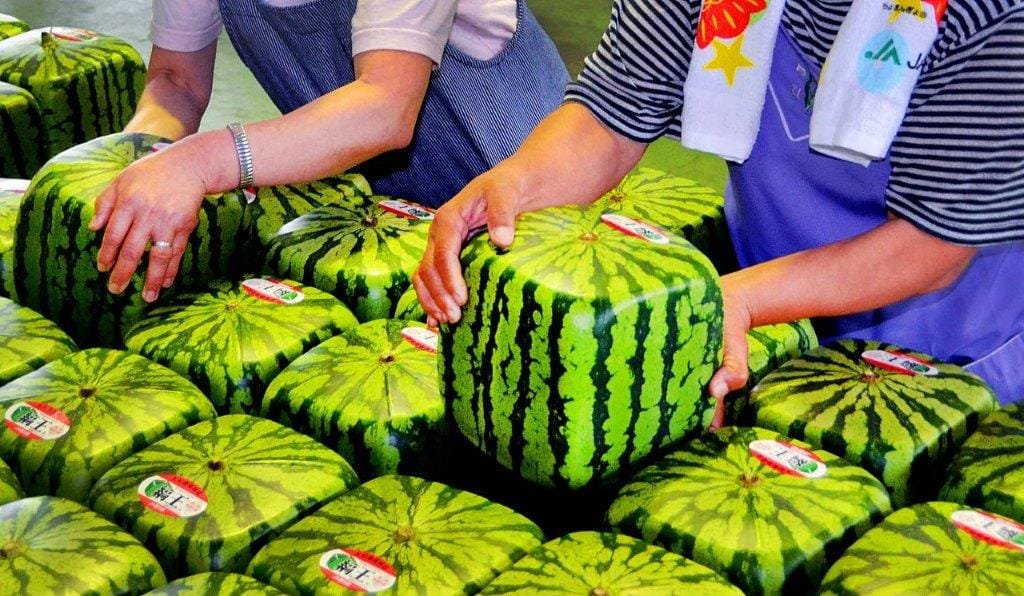 četvrtaste lubenice