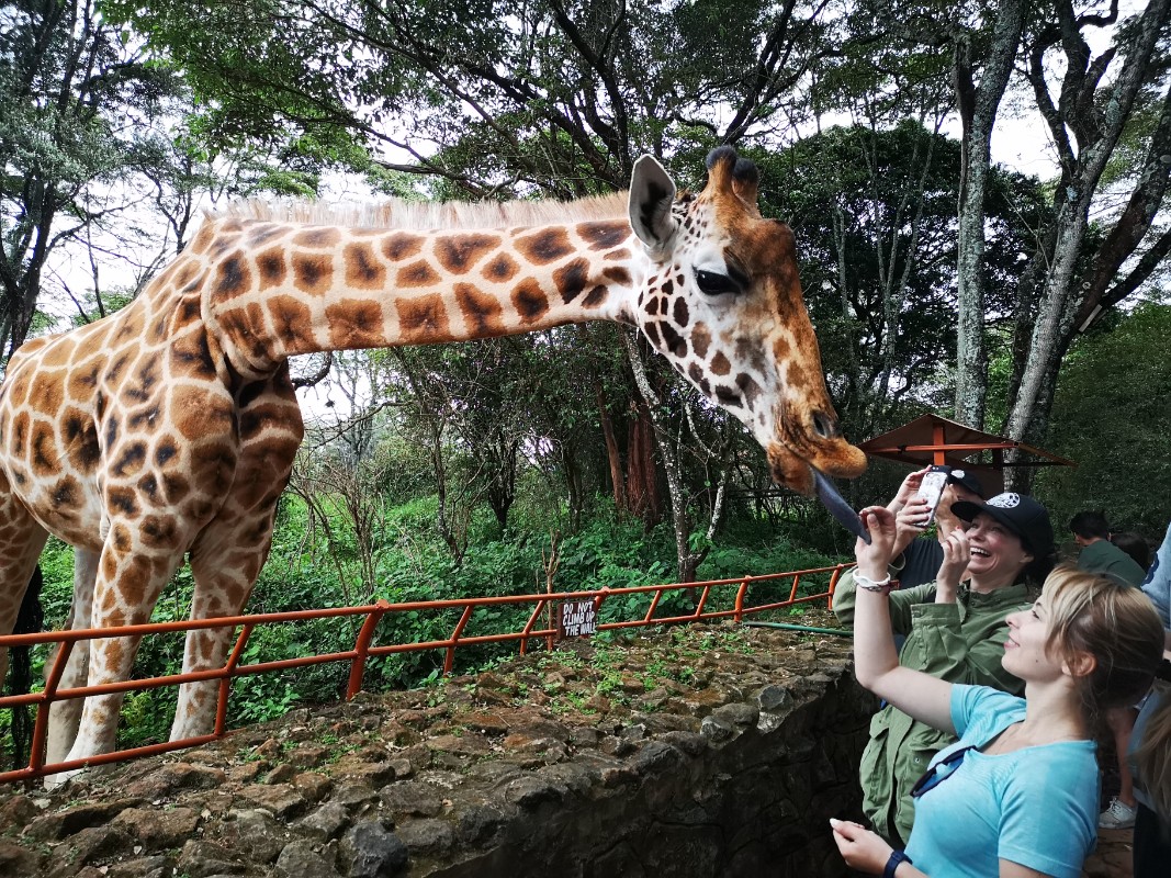 Giraffe center Najrobi