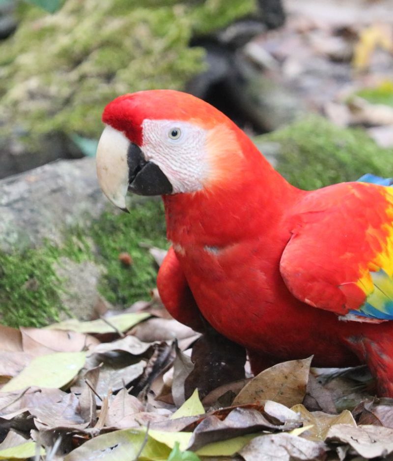 Ara papagaj Honduras