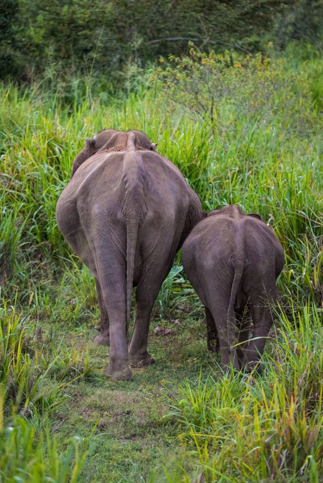 Safari sa slonovima