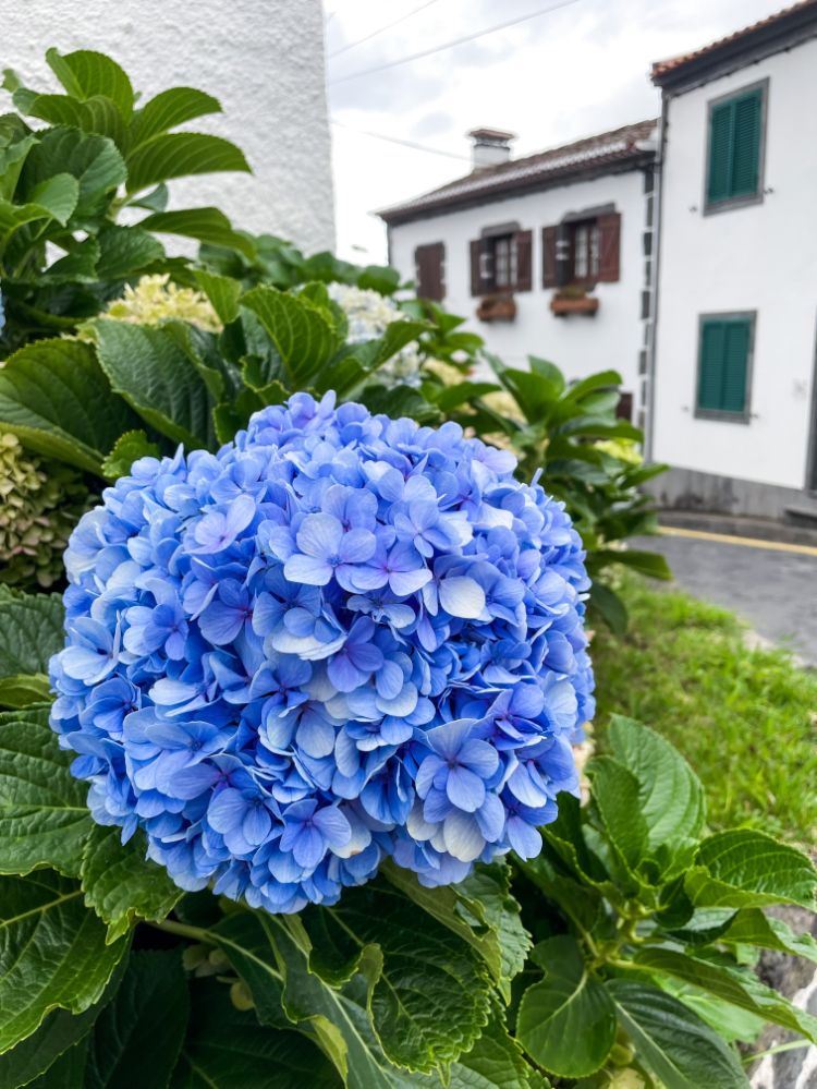 Plave hortenzije cvijet