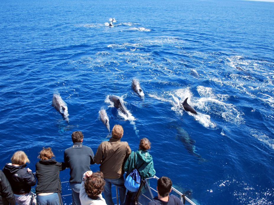 delfini Azori tura