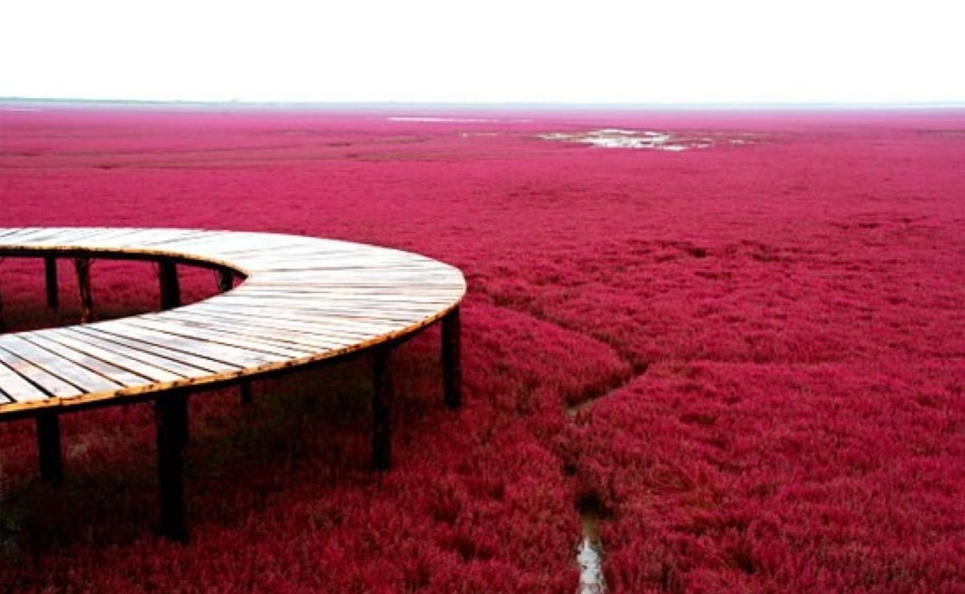 panjin-red-beach-china-2